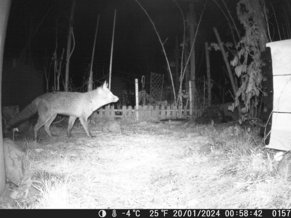 Renard roux (Vulpes vulpes) au piège photo nocturne © Jardins familiaux Les 4 Saisons